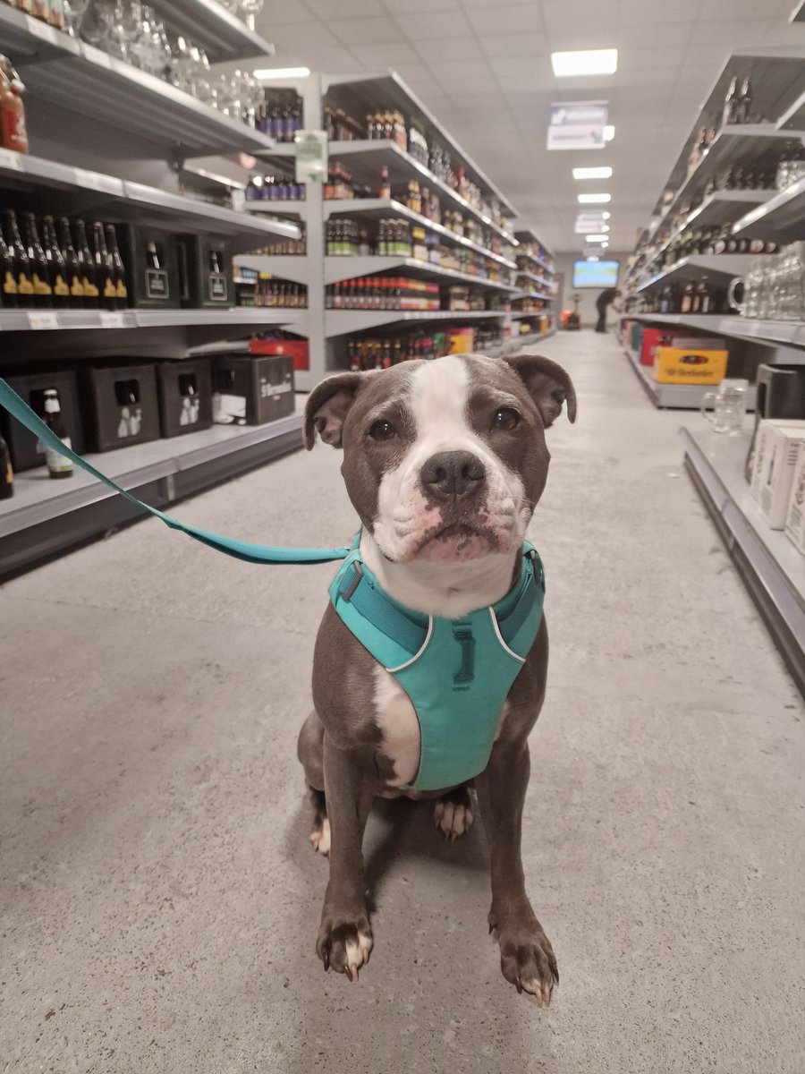 Did you know our shop is dog friendly? Head up to the bar @warehousebar and there's even a menu just for our furry friends!