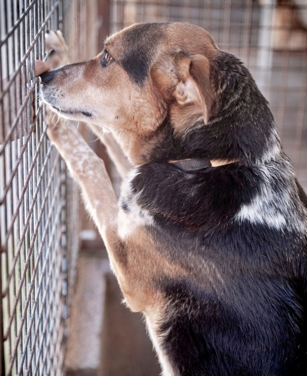 SosAbuelos1's tweet photo. #Pontevedra
La vida de #MUSSA a sus 7 añitos, ha cambiado de la noche a la mañana. De tener un hogar a vivir en una jaula. 
Su mirada refleja la tristeza de sentirse abandonada.

Sus dueños, ainsss "no se podían seguir haciendo cargo de ella",  y ha acabado en la prote.

Muy buena, cariñosa y obediente.

988212939 // progapeourense@hotmail.com