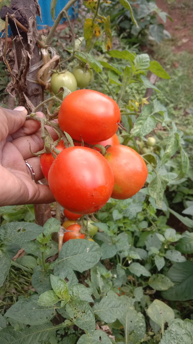 KiburuN's tweet photo. The beauty of gardening 😍
#freshtomatoes
#organicfarming https://t.co/Jnb8uOyYiT