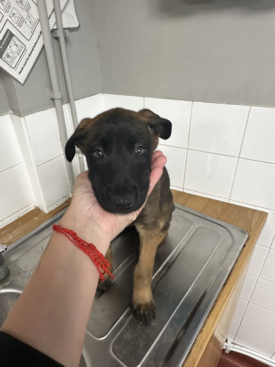 AdoptionsUk's tweet photo. Please retweet to HELP FIND THE OWNER OF 5 PUPPIES FOUND #SLOUGH #BUCKINGHAMSHIRE #UK 
5 Malinois puppies, found 6 November, no chip. Now in a council pound, they could be missing or stolen from another region. Please share widely🌟🌟🌟
DETAILS 👇
https://t.co/gvko0pjw8t
Not for adoption, proof of ownership required. 
#dogs #Windsor #London #Malinois #GermanShepherd #BelgianShepherd #puppies @gsrescueelite @MissingPetsGB