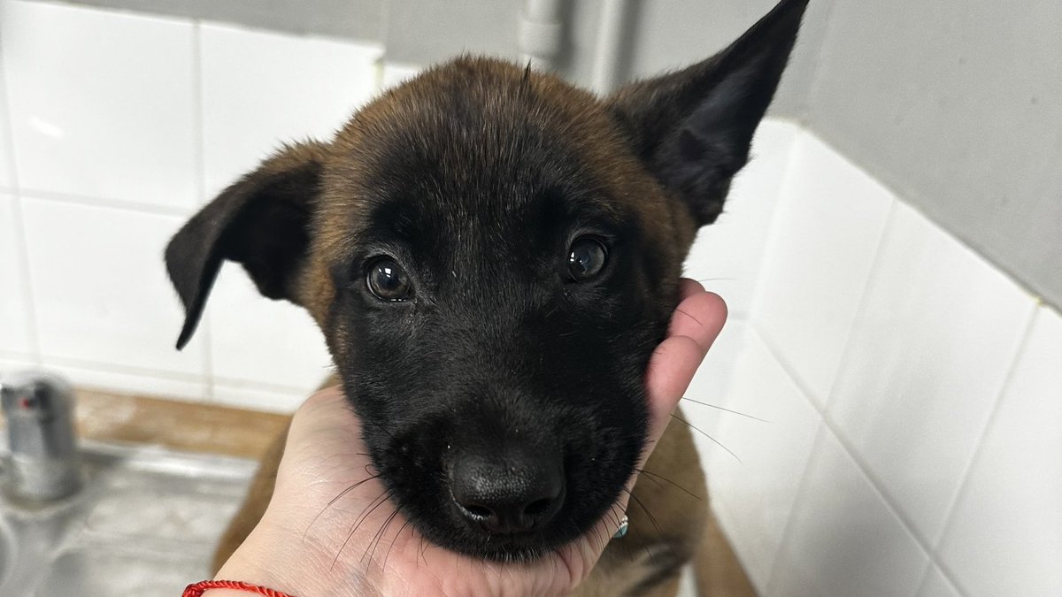 AdoptionsUk's tweet photo. Please retweet to HELP FIND THE OWNER OF 5 PUPPIES FOUND #SLOUGH #BUCKINGHAMSHIRE #UK 
5 Malinois puppies, found 6 November, no chip. Now in a council pound, they could be missing or stolen from another region. Please share widely🌟🌟🌟
DETAILS 👇
https://t.co/gvko0pjw8t
Not for adoption, proof of ownership required. 
#dogs #Windsor #London #Malinois #GermanShepherd #BelgianShepherd #puppies @gsrescueelite @MissingPetsGB