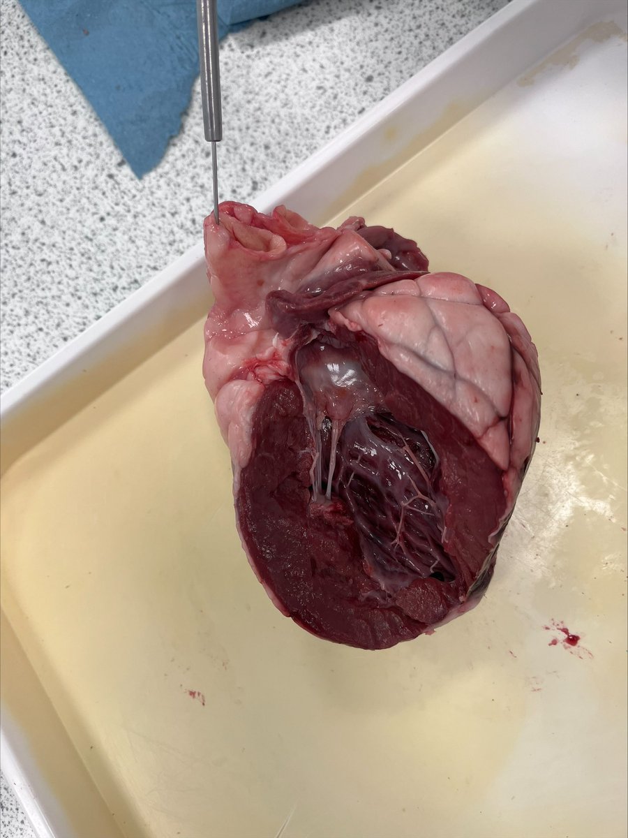 Science_SNA's tweet photo. Year 12 Biologists completed their first PAG for their practical endorsement certificate today by dissecting a heart ♥️🫀 https://t.co/rGuhvHhbJr