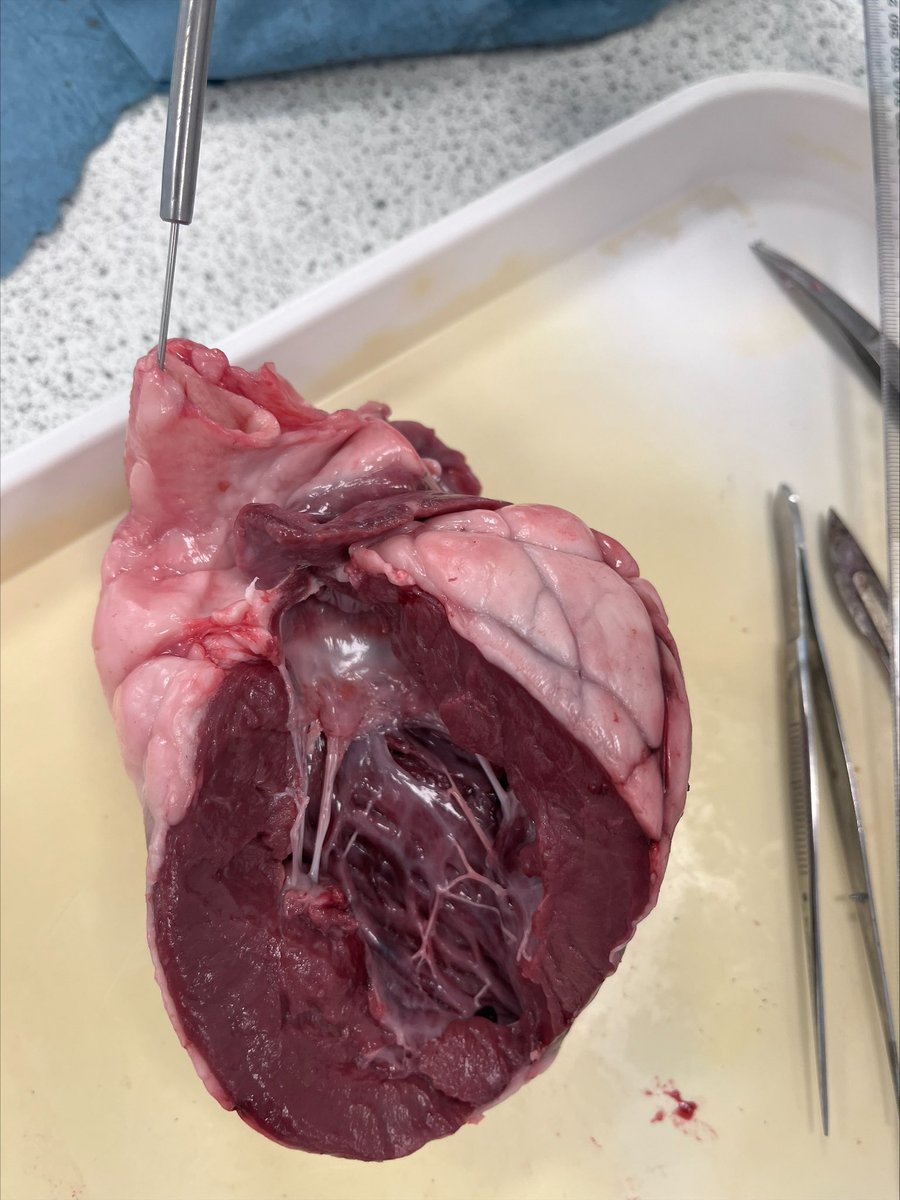 Science_SNA's tweet photo. Year 12 Biologists completed their first PAG for their practical endorsement certificate today by dissecting a heart ♥️🫀 https://t.co/rGuhvHhbJr