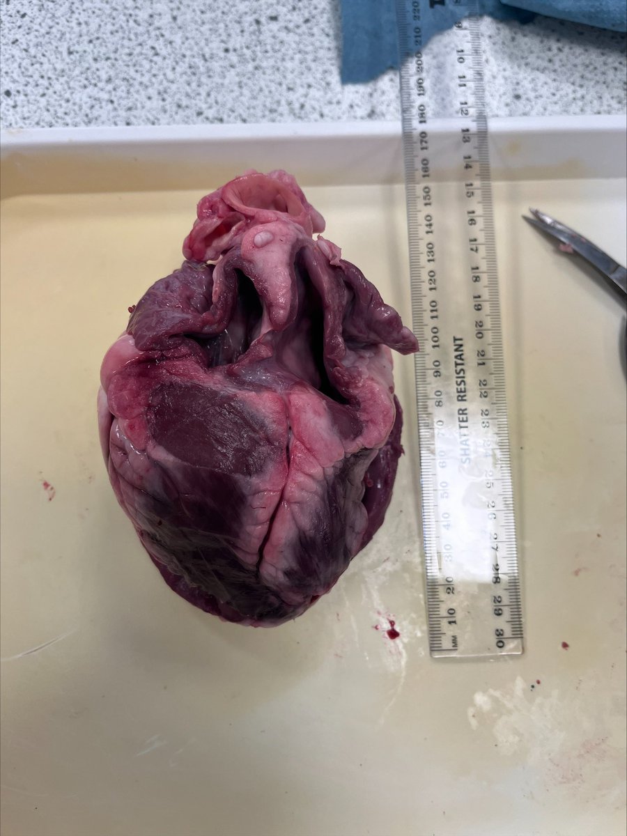 Science_SNA's tweet photo. Year 12 Biologists completed their first PAG for their practical endorsement certificate today by dissecting a heart ♥️🫀 https://t.co/rGuhvHhbJr