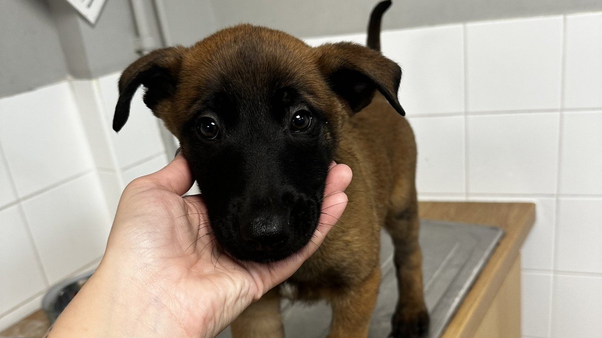 AdoptionsUk's tweet photo. Please retweet to HELP FIND THE OWNER OF 5 PUPPIES FOUND #SLOUGH #BUCKINGHAMSHIRE #UK 
5 Malinois puppies, found 6 November, no chip. Now in a council pound, they could be missing or stolen from another region. Please share widely🌟🌟🌟
DETAILS 👇
https://t.co/gvko0pjw8t
Not for adoption, proof of ownership required. 
#dogs #Windsor #London #Malinois #GermanShepherd #BelgianShepherd #puppies @gsrescueelite @MissingPetsGB