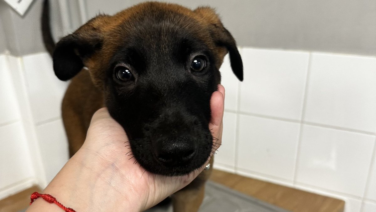 AdoptionsUk's tweet photo. Please retweet to HELP FIND THE OWNER OF 5 PUPPIES FOUND #SLOUGH #BUCKINGHAMSHIRE #UK 
5 Malinois puppies, found 6 November, no chip. Now in a council pound, they could be missing or stolen from another region. Please share widely🌟🌟🌟
DETAILS 👇
https://t.co/gvko0pjw8t
Not for adoption, proof of ownership required. 
#dogs #Windsor #London #Malinois #GermanShepherd #BelgianShepherd #puppies @gsrescueelite @MissingPetsGB