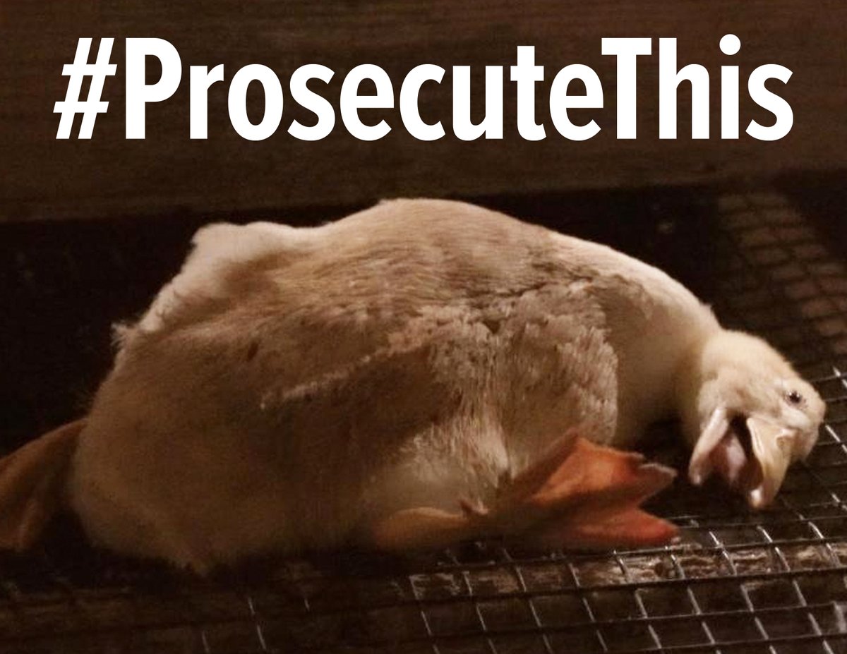 veganrise1's tweet image. District Attorney Carla Rodriguez @SonomaCoDA, stop covering up cruelty at factory farms. Why in the name of decency would you help hide abuse like this? Stop prosecuting the whistleblowers and animal rescuers. Instead, #ProsecuteThis.