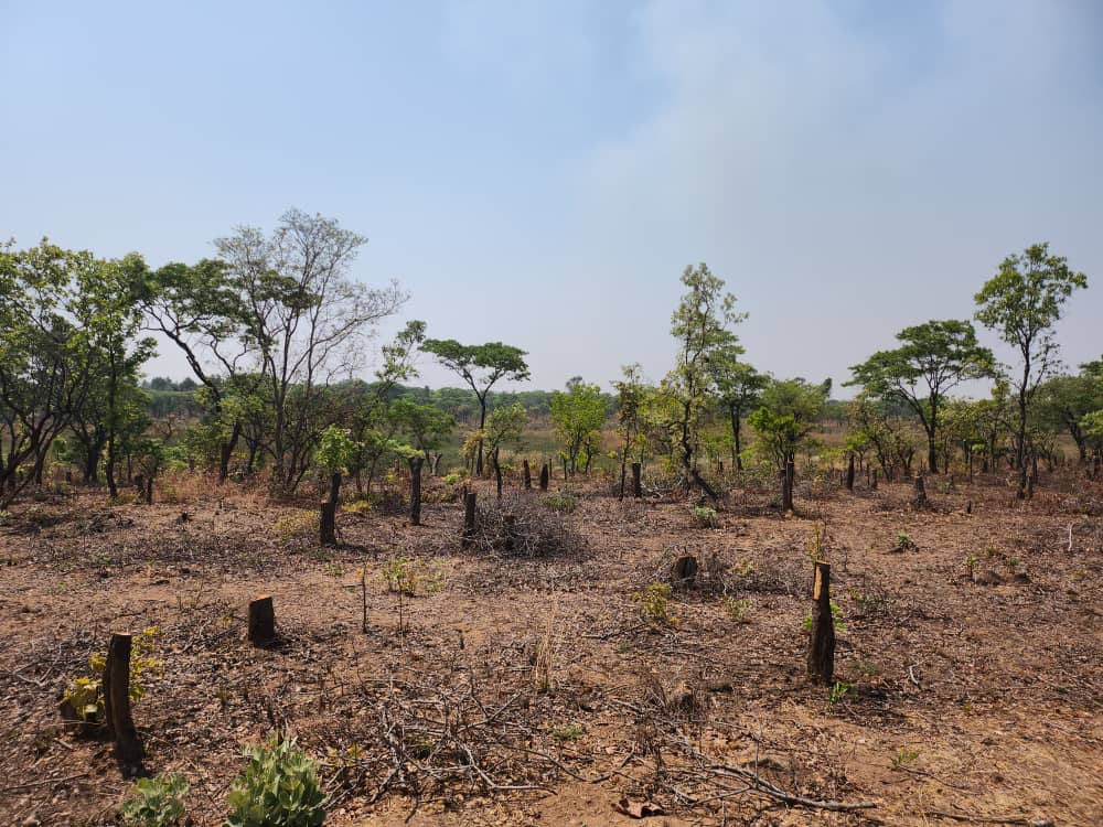MazingiraHub's tweet photo. Kenya’s forest cover is estimated to be about 7.4% of the total land area, which is a far cry from the recommended global minimum of 10%.
In recent years, Kenya’s forests have been depleted at an alarming rate of about 5,000 hectares per annum. #ClimateCrisis #ClimateEmergency https://t.co/Mpi5XMLn7V