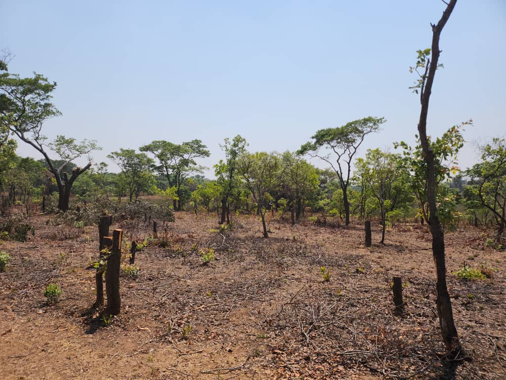 MazingiraHub's tweet photo. Kenya’s forest cover is estimated to be about 7.4% of the total land area, which is a far cry from the recommended global minimum of 10%.
In recent years, Kenya’s forests have been depleted at an alarming rate of about 5,000 hectares per annum. #ClimateCrisis #ClimateEmergency https://t.co/Mpi5XMLn7V