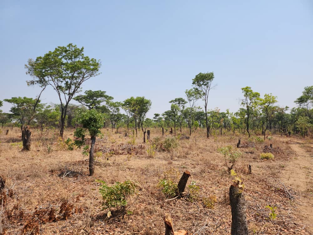 MazingiraHub's tweet photo. Kenya’s forest cover is estimated to be about 7.4% of the total land area, which is a far cry from the recommended global minimum of 10%.
In recent years, Kenya’s forests have been depleted at an alarming rate of about 5,000 hectares per annum. #ClimateCrisis #ClimateEmergency https://t.co/Mpi5XMLn7V