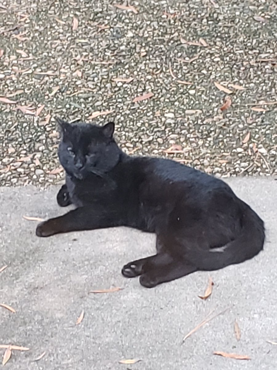 Mister Hissy Senior and the Kittens!
