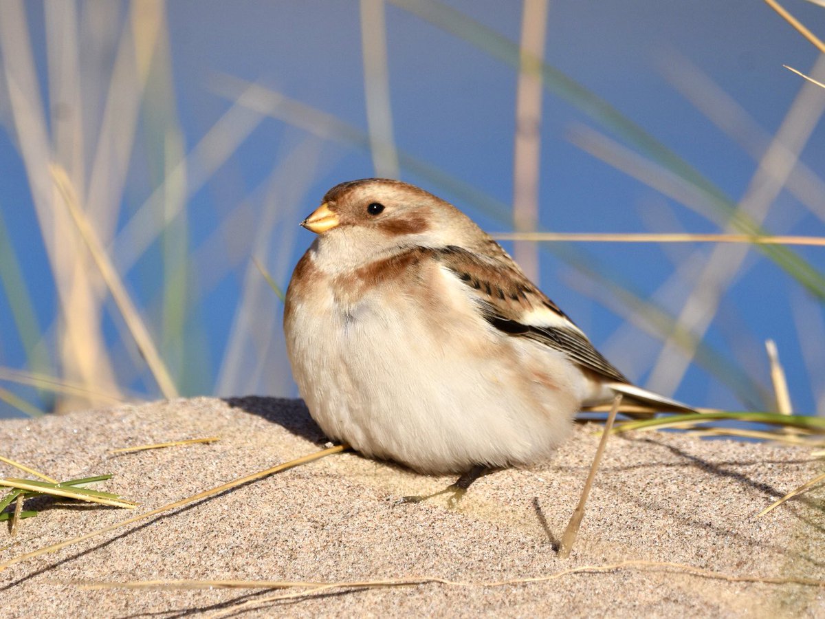 One of the eleven Snow Buntings enjoying the sunshine at Tentsmuir Point NNR (Fife) today