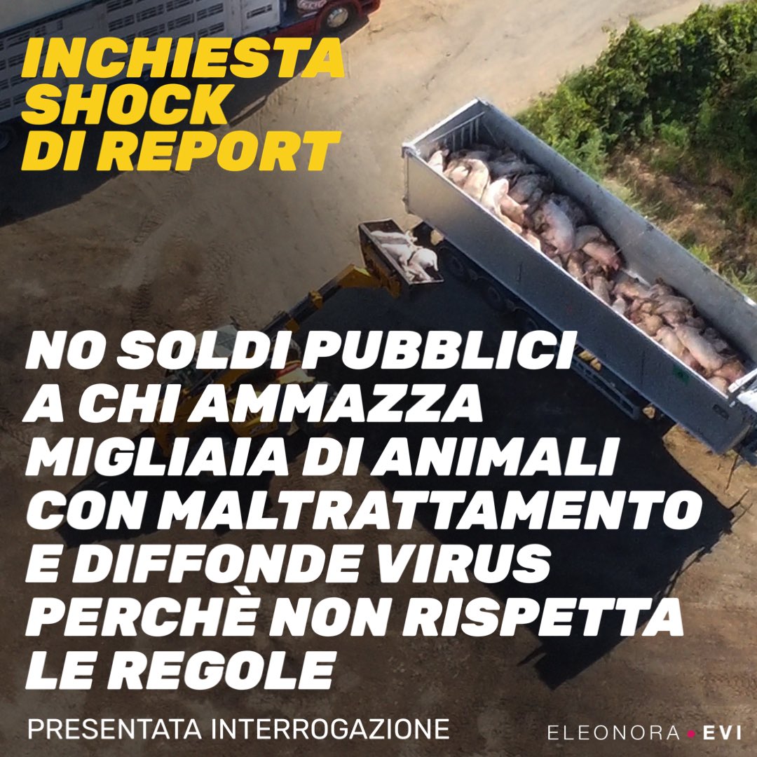 EleonoraEvi's tweet photo. Scandalo negli allevamenti documentato da Report. Ho presentato Interrogazione al Governo
Le immagini mostrate ieri da @reportrai3 nell’ottimo servizio di @giuliainnocenzi riguardo agli allevamenti di maiali e la gestione del contagio di PSA sono estremamente preoccupanti. https://t.co/3Mwv129wWR