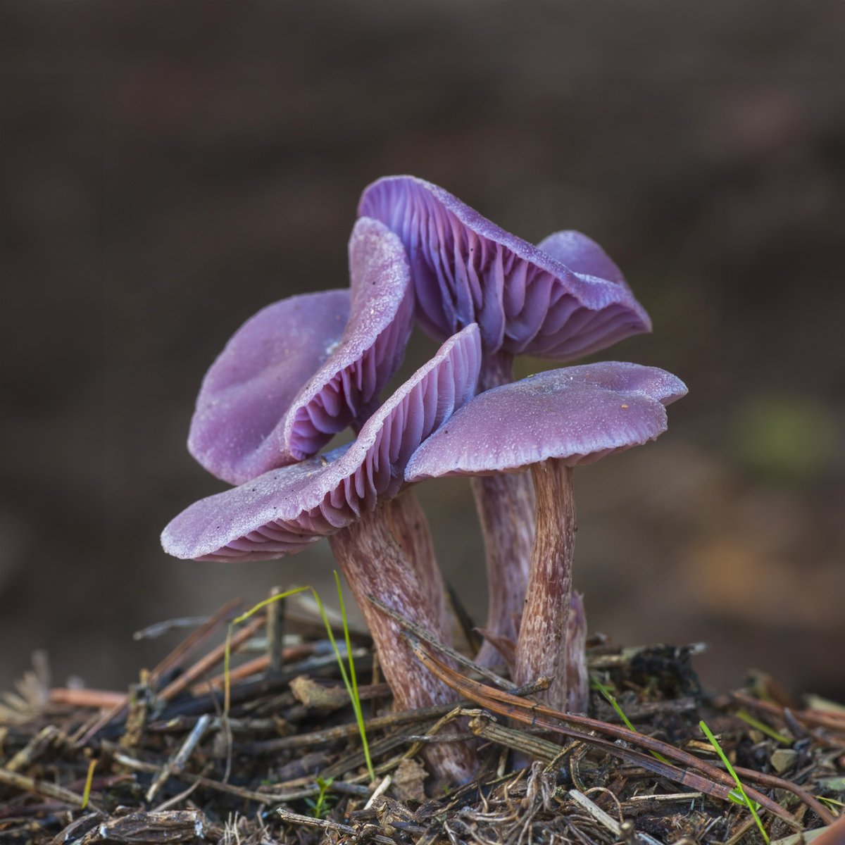 mycolution's tweet photo. 160 patents were published between 2006 and 2021 for #mycelium and #fungi based products, as revealed by a study in the #JournalofFungi.

These patents cover an array of exciting areas like #packaging, #construction, #biofiltration, #remediation, #health, #food, &amp; #cosmetics. https://t.co/nHolbBt1OS