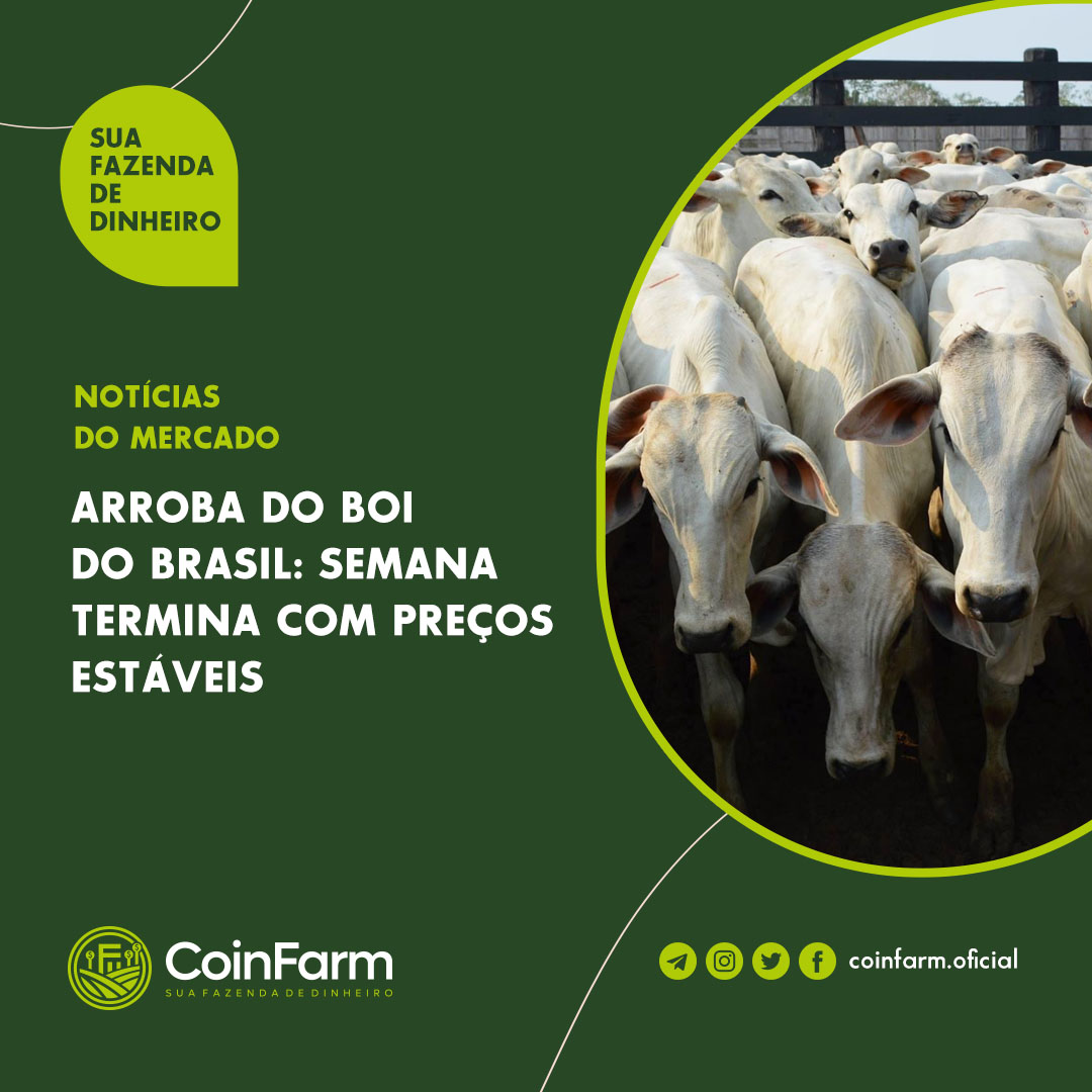 coinfarmoficial's tweet photo. Segundo o analista de Safras & Mercado, Fernando Henrique Iglesias, ainda há um bom volume de boi confinado para entrar no mercado.
#coinfarm #arrobadoboi #Bitcoin https://t.co/Qm9L5NZKHn