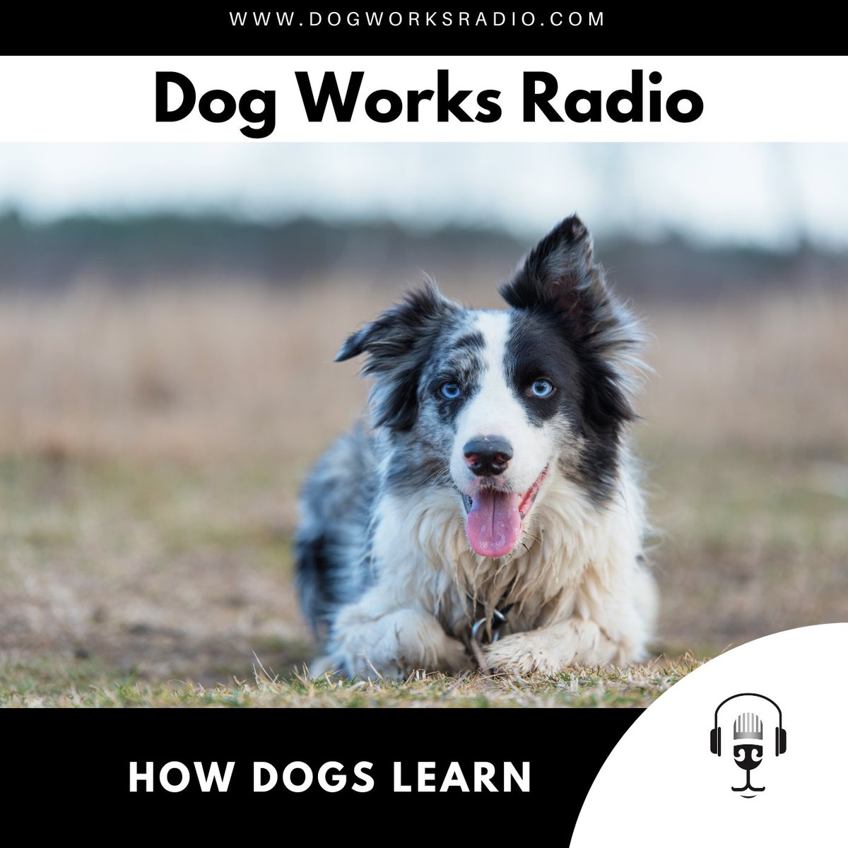 AlaskaDogWorks's tweet photo. [#DogPod} @micheleforto discusses tips on understanding how your dog learns on Dog Works Radio 

https://t.co/opZjjzy7JX https://t.co/L2GATeqkT7