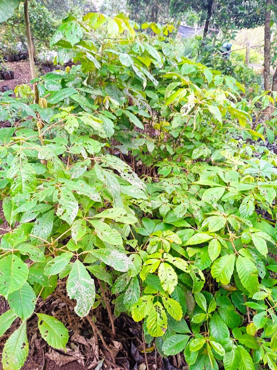 MazingiraHub's tweet photo. The government has gazetted Monday, November 13th as a national tree growing day. We urge you to plant indigenous trees so that we can restore our ecosystems. 
Get one from https://t.co/Y7fA2RwE5C
#GoGreen https://t.co/inlUVcAAgb