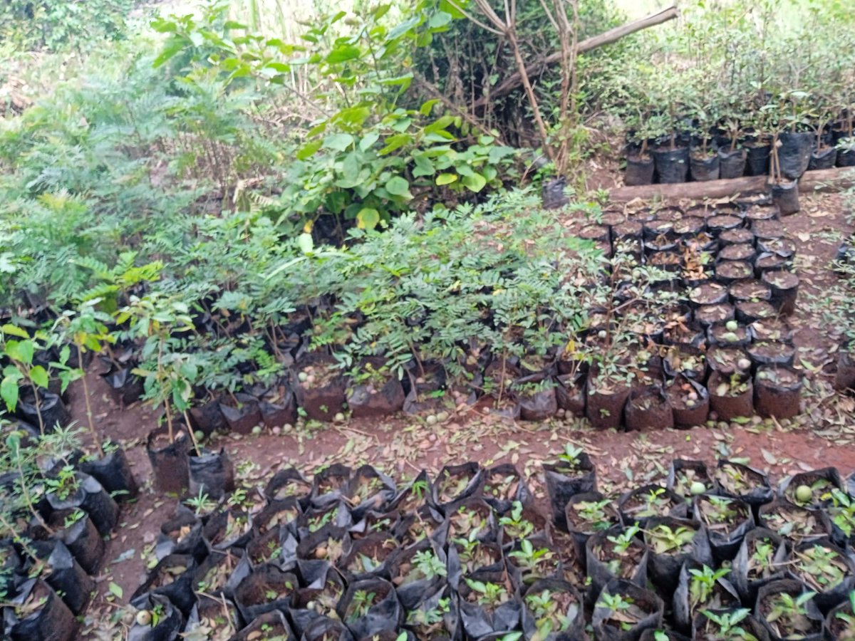 MazingiraHub's tweet photo. The government has gazetted Monday, November 13th as a national tree growing day. We urge you to plant indigenous trees so that we can restore our ecosystems. 
Get one from https://t.co/Y7fA2RwE5C
#GoGreen https://t.co/inlUVcAAgb