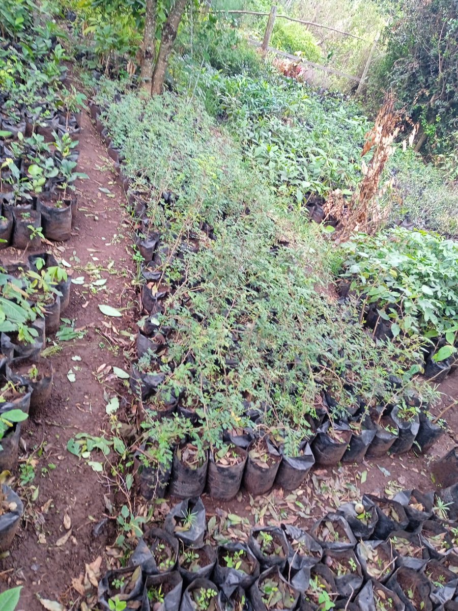 MazingiraHub's tweet photo. The government has gazetted Monday, November 13th as a national tree growing day. We urge you to plant indigenous trees so that we can restore our ecosystems. 
Get one from https://t.co/Y7fA2RwE5C
#GoGreen https://t.co/inlUVcAAgb