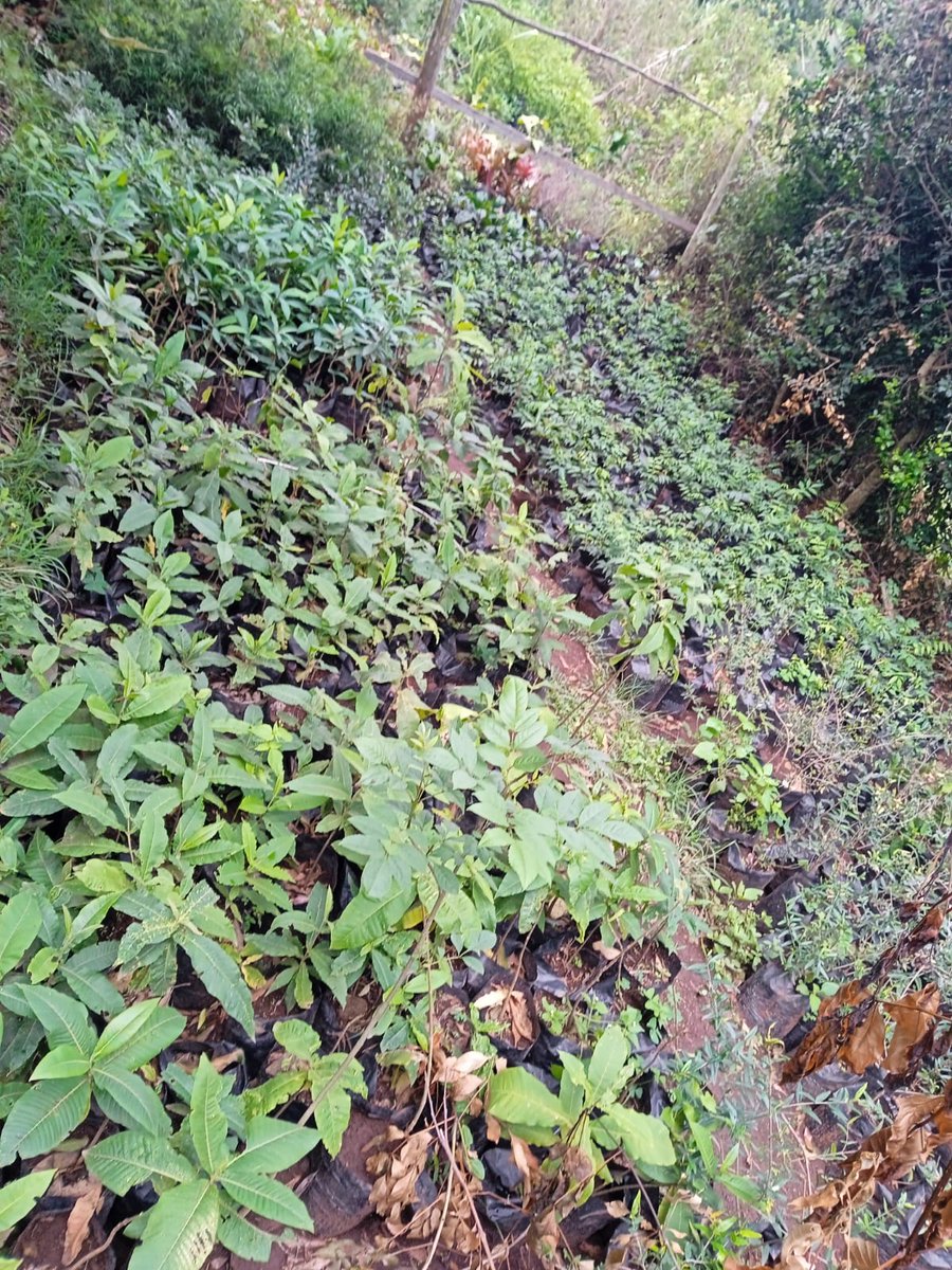 MazingiraHub's tweet photo. The government has gazetted Monday, November 13th as a national tree growing day. We urge you to plant indigenous trees so that we can restore our ecosystems. 
Get one from https://t.co/Y7fA2RwE5C
#GoGreen https://t.co/inlUVcAAgb