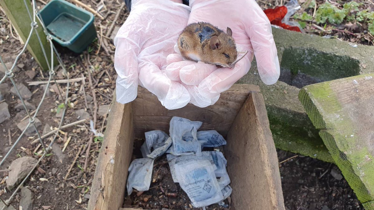 FoxHITeam's tweet photo. ▪️What harm would this little one have done to a shooting estate's profits? Why could she not simply live as she was, in the fields of #Northumberland? ▪️#Allendale Estate have destroyed so much in their quest to rear pheasants and partridges to shoot for fun. This has to end. https://t.co/m9LjEwan5G