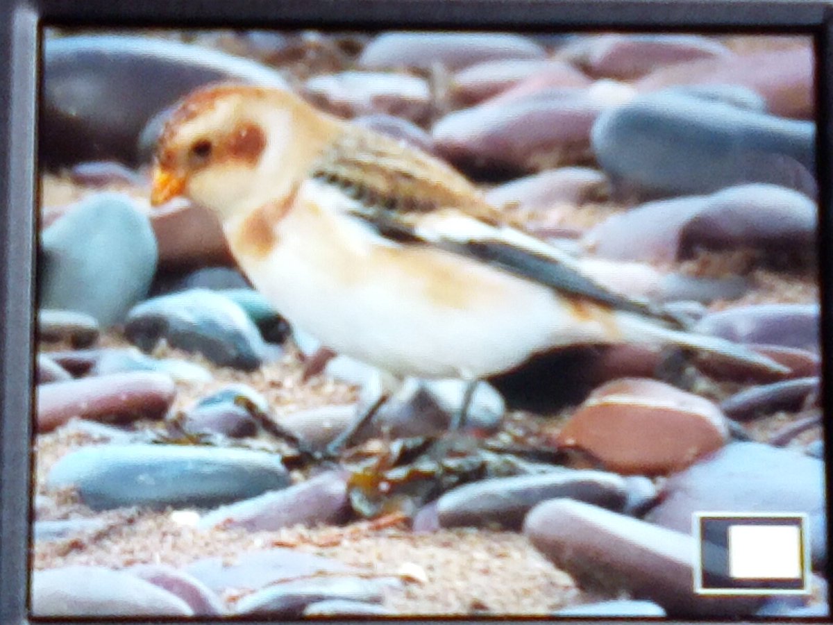 BarneyBirder's tweet photo. No sign of snow bunting today but good views yesterday -- this is a first for Ballinskelligs -- previous sightings in this area 2008 Portmagee -- 2010 Valencia and 2011 on Bray Head -- well spotted Brendan 👀🐦🤓 https://t.co/PVPpaT07f1