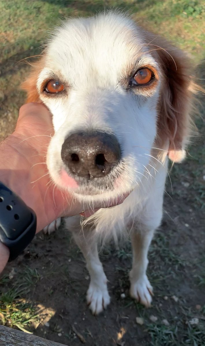 Shevaemi's tweet photo. Lui è Mike, da qualche tempo la sua casa è il Canile Comunale della Muratella a Roma.
Se vuoi conoscerlo e regalargli una nuova casa e una famiglia, telefona 0698875859, e-mail canilerifugio.muratella@gmail.com 
#adottauncane #adottanoncomprare #miglioreamico #canile #canileroma https://t.co/xYuohFNHc6