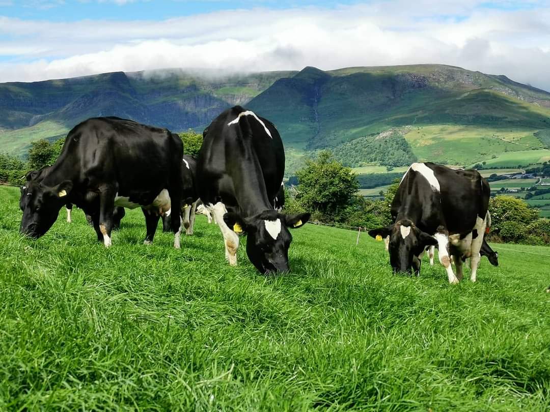 I thought those lovely cows looked familiar 👀🤭