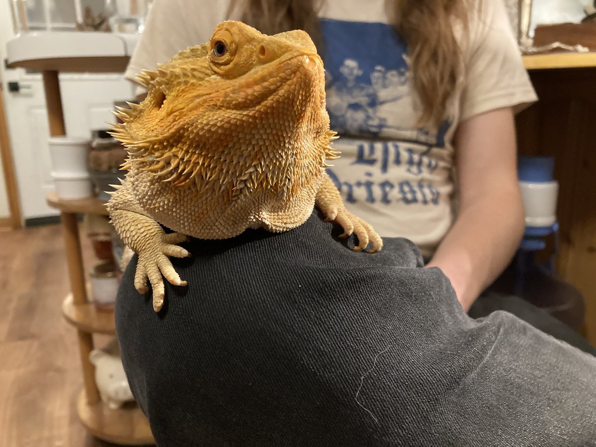 sunkingba's tweet photo. One month since the release of Goliath Worm. Thanks to anyone who was listened, picked up merch, every ounce of support is appreciated. The godhead is pleased 🦎 https://t.co/glkkLAPUFw