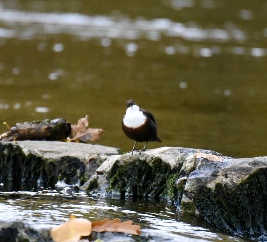 White Throated Dipper on the Ribble at Stainforth Force #bird #birds #nature #birdsofinstagram #birdphotography #wildlife #naturephotography #photography #wildlifephotography #birdwatching #birdlovers #animals #birding of  #animal #naturelovers #birdstagram #birdlife #nikon