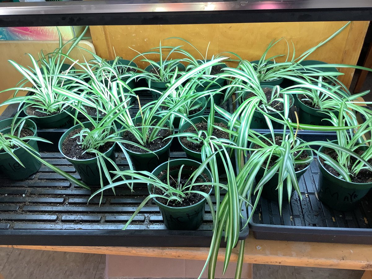 The children walked in to a grow light in our room this morning.  They excitement grew when they found out they would each be responsible for a baby spider plant! <a href="/stcatschool/">École St Catherines</a>