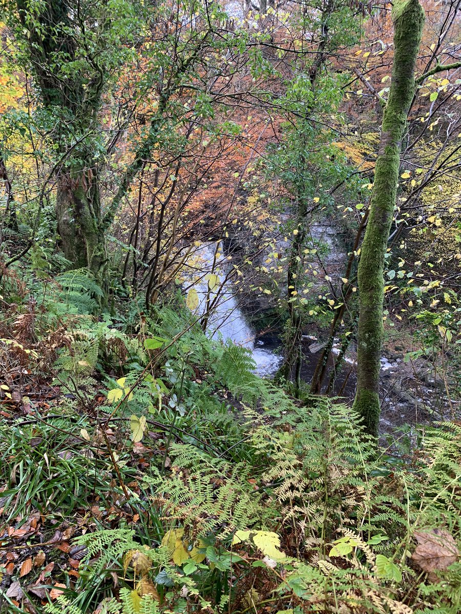 Anthea_Dickson's tweet photo. There may have been some rain today but it really was a treat to walk round #LynnGlen with @NACJustice @sheenawoodside @JamesMcCosh4 #CllrRonnieStalker assessing wear &amp; tear on the path. Hopefully occasional maintenance help will assist  #DCDH to keep it in suitable condition. https://t.co/1FvZjfAeAy