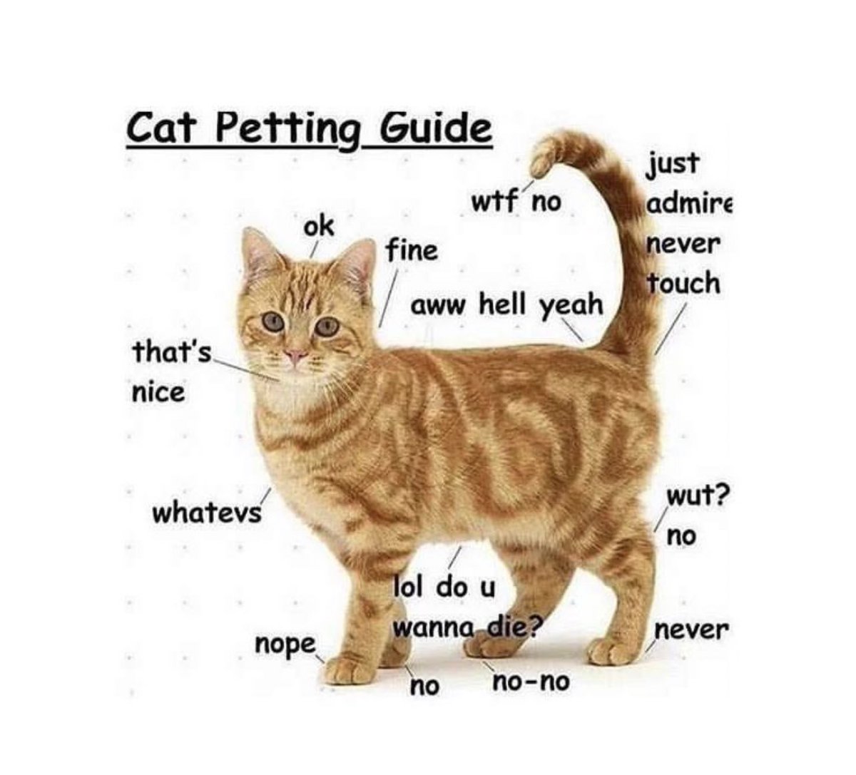 NoCatsNoLife_m's tweet photo. https://t.co/laFg43o7J0