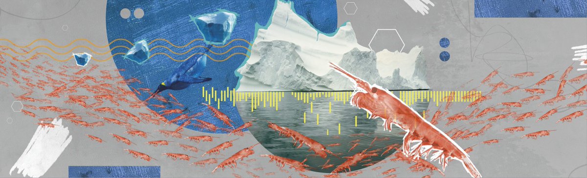 Since the '70s, Antarctic #krill's range has retreated 275 miles (442 km) toward the #SouthPole, as the tiny crustaceans pursue food &amp; shelter.

Find out how changes in #Antarctica could impact the entire marine #foodweb– and our #climate: go.whoi.edu/nowheretogo