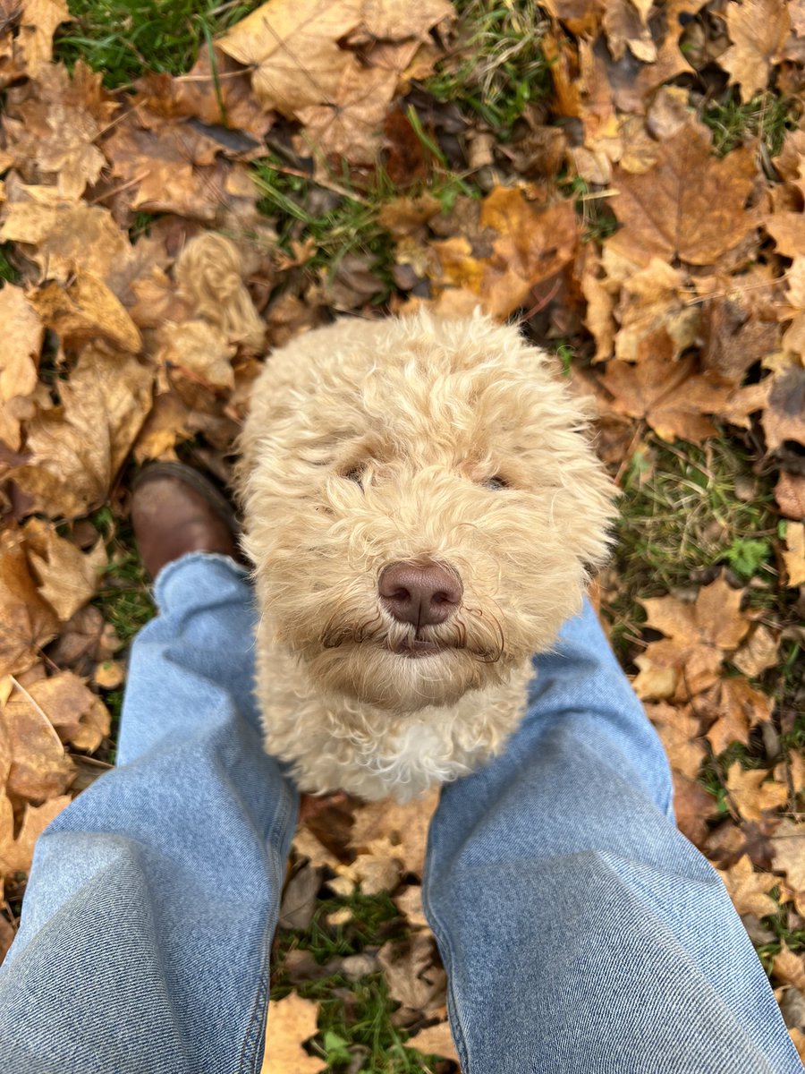 bitchenok's tweet photo. Выходные проходят в спокойном и ленивом режиме. Долго смотрим тик токи, ездим гулять на природу и там отпускаем Лори без поводка, возвращаемся домой и пьём чай https://t.co/7s9g7uVfAU