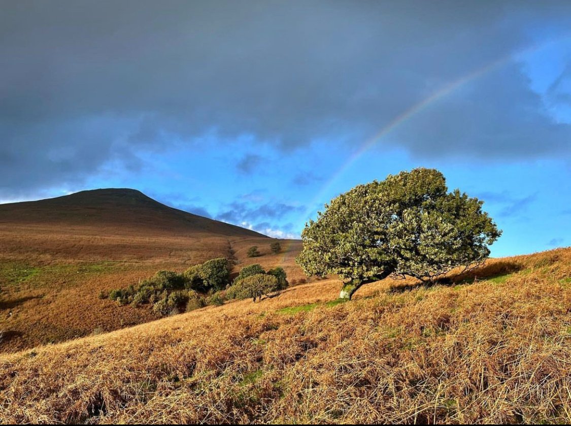 #MountainMonday
🏴󠁧󠁢󠁷󠁬Sugar Loaf / Pen-y-fâl
📷 @thiswelshgirlwalks
📷#bannaubrycheiniog #breconbeacons
#rainbow #autumn #clouds #bracken