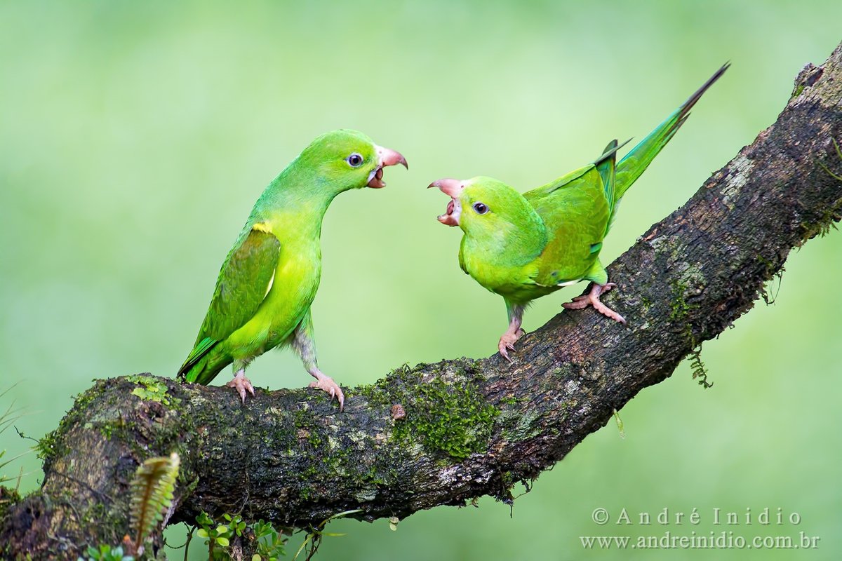 bird/h tweet media