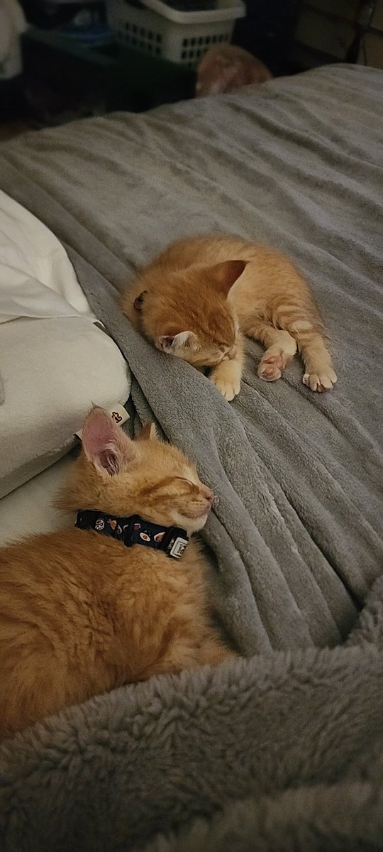 Faithho2's tweet photo. No stream today, as our 1 kitten duplicated into 2 😅 and I was up all night with them.  Can't leave them alone for even 20 mins, Or they find something to eat...and not food 🤣 https://t.co/8Ra81ndw8m