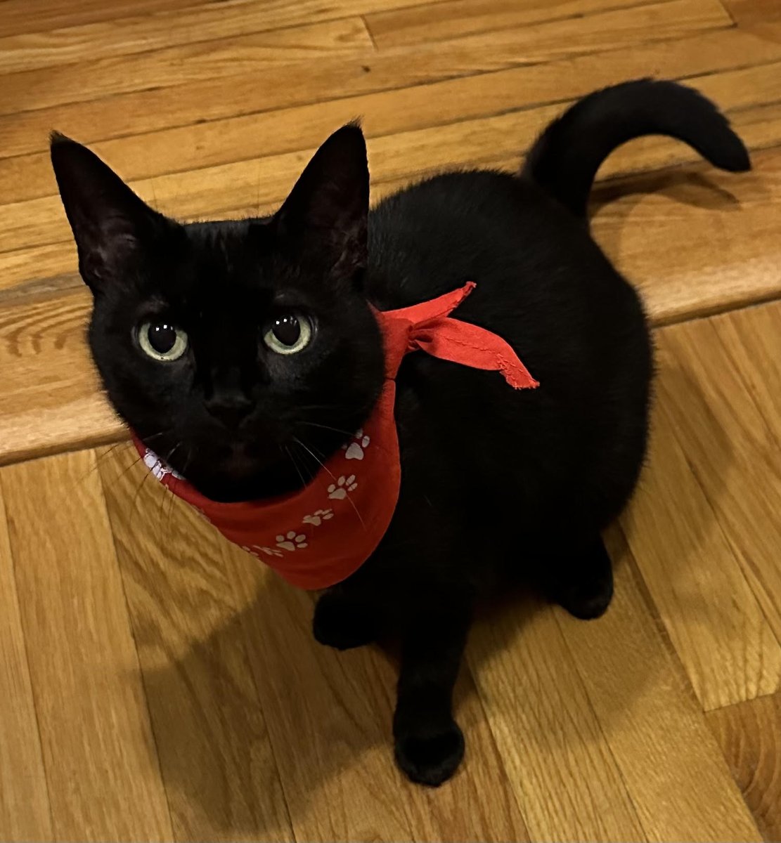 Congrats to our pet contest winners! 

1st Place - TK
Tied for 2nd Place - Remy and Lucky

GBAR will reach out to you to claim your prize.
#REALTORParty #petlovers