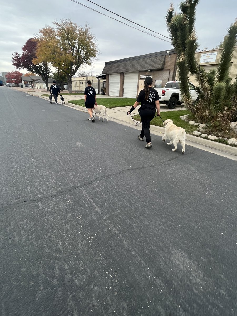 A perfect morning for a pack walk with our awesome trainers ☀️

#twp #dogtraining #utahdogs #dogsoftwitter #packwalk