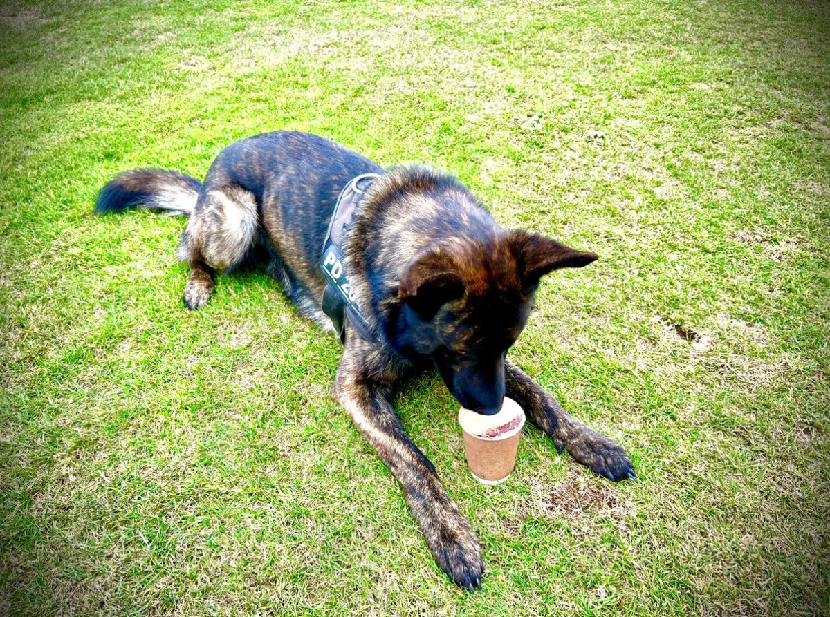 Do you regularly pop out for a coffee (or tea!)?

Would you consider giving it up, just once a month, &amp; help us to support retired service animals instead?

Please join our brand new campaign - ‘Paws for a Coffee’, launched today. 

nfrsa.org.uk/paws-for-a-cof…

£3 a month could make
