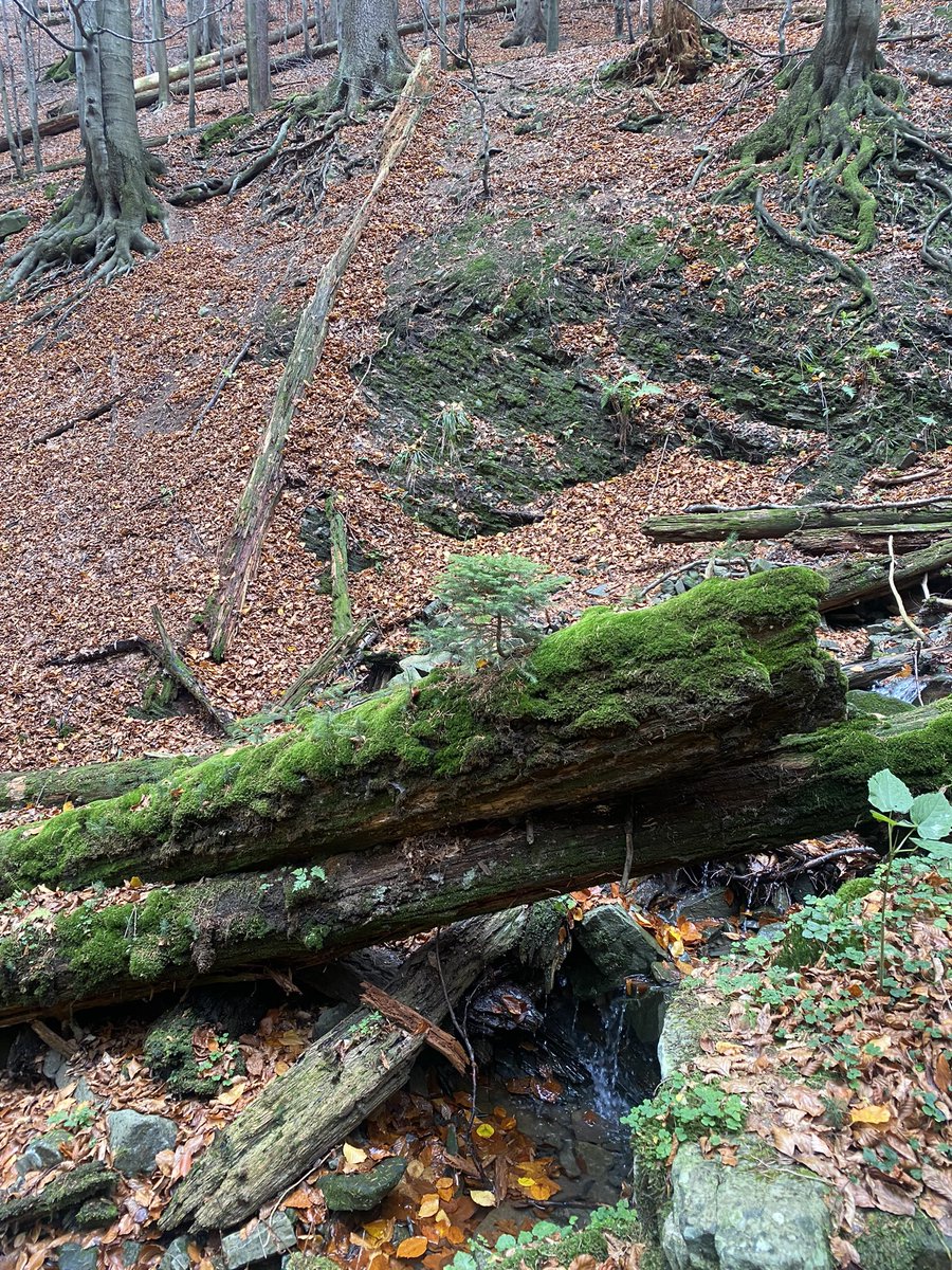 BarboraKolackov's tweet photo. Dnešní terénní exkurze, aneb “mrtvé dřevo” vlastně není tak docela mrtvé🌲 https://t.co/tNnHMYSXnB