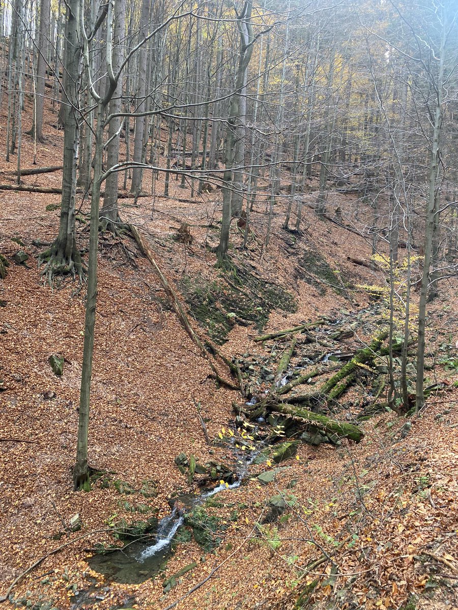 BarboraKolackov's tweet photo. Dnešní terénní exkurze, aneb “mrtvé dřevo” vlastně není tak docela mrtvé🌲 https://t.co/tNnHMYSXnB