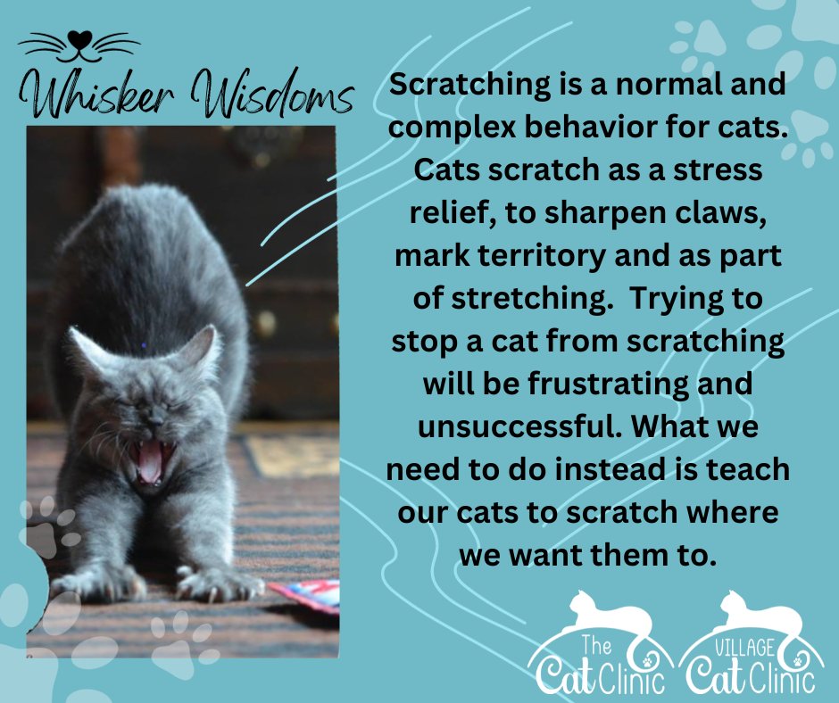 Scratching is a normal behavior for cats.Cats scratch as a stress relief, to sharpen claws, mark territory and as part of stretching. Trying to stop a cat from scratching will be frustrating  and unsuccessful. What we need to do  is teach our cats to scratch where we want them to