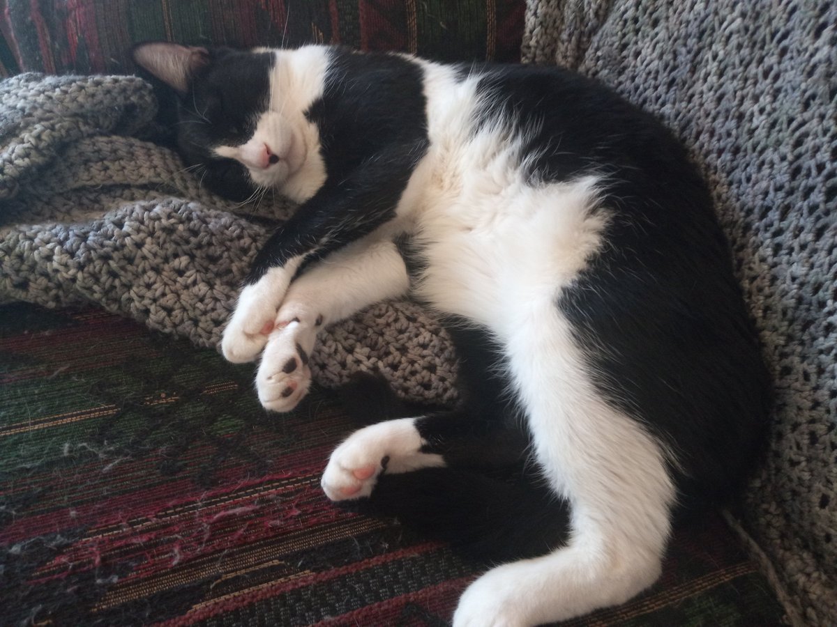 LValance44's tweet photo. @noreen05291 Hello was finally able to (caught napping) take a non blurry picture of #thefuzz 🙃👋
A wonderful Monday afternoon an remainder of the week 0ut to you an yours myFriend~ stay safe an as always Thank You for your an all #FirstResponders service to our communities 🇺🇸🇮🇱 https://t.co/D0ym45BtmU