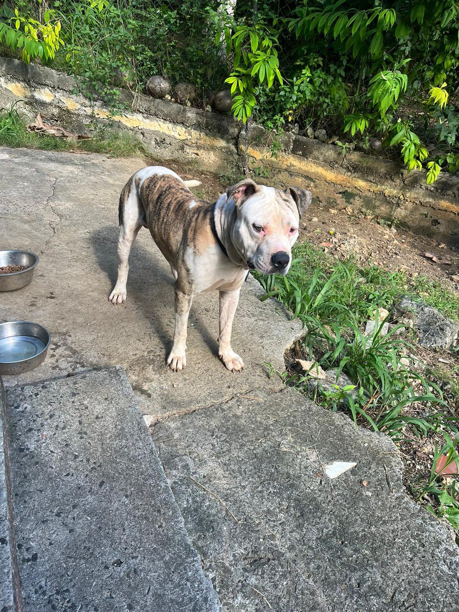 Genehigh1's tweet photo. Chien a donner à une famille aimante, Cookie à tout juste un an et a perdu son maître, il est très gentil, aime jouer, pas agressive. Il lui reste 1 semaine avant d’être totalement abandonné. Guadeloupe 📍 RT APPRÉCIES https://t.co/6SSxwBpkHX