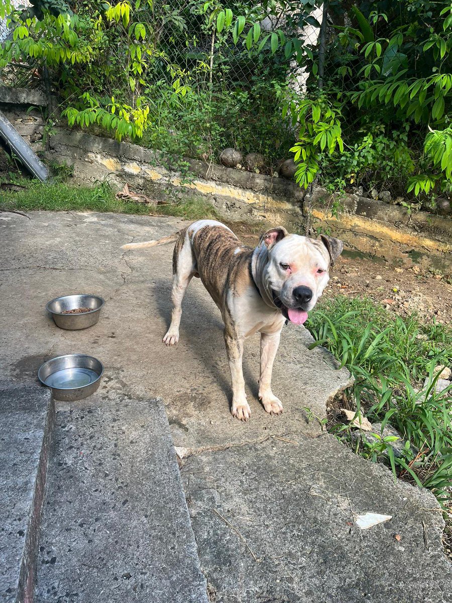 Genehigh1's tweet photo. Chien a donner à une famille aimante, Cookie à tout juste un an et a perdu son maître, il est très gentil, aime jouer, pas agressive. Il lui reste 1 semaine avant d’être totalement abandonné. Guadeloupe 📍 RT APPRÉCIES https://t.co/6SSxwBpkHX