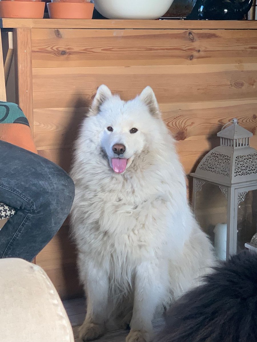 gdziezwierz's tweet photo. Zaginął pies, Malenin
Zaginęła suczka Zaginął Pies!!!!🐶😭 27 października w #malenin zaginęła suczka rasy somoyed....
https://t.co/X7b61eo6OW
#zaginąłpies #zaginął #pies #malenin https://t.co/udT0eFhTRu