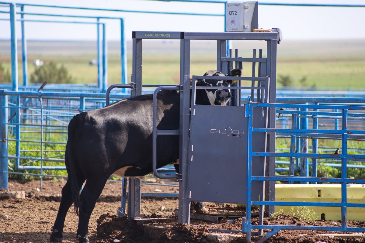 CLockLivestock's tweet image. Our SmartScale is an easy-to-use wireless system that captures weight, performance, and behavior each time the animal drinks water. Click the link to learn more about our SmartScale and get your personal quote today!
c-lockinc.com/products/intak…
#smartscale #captureperformance
