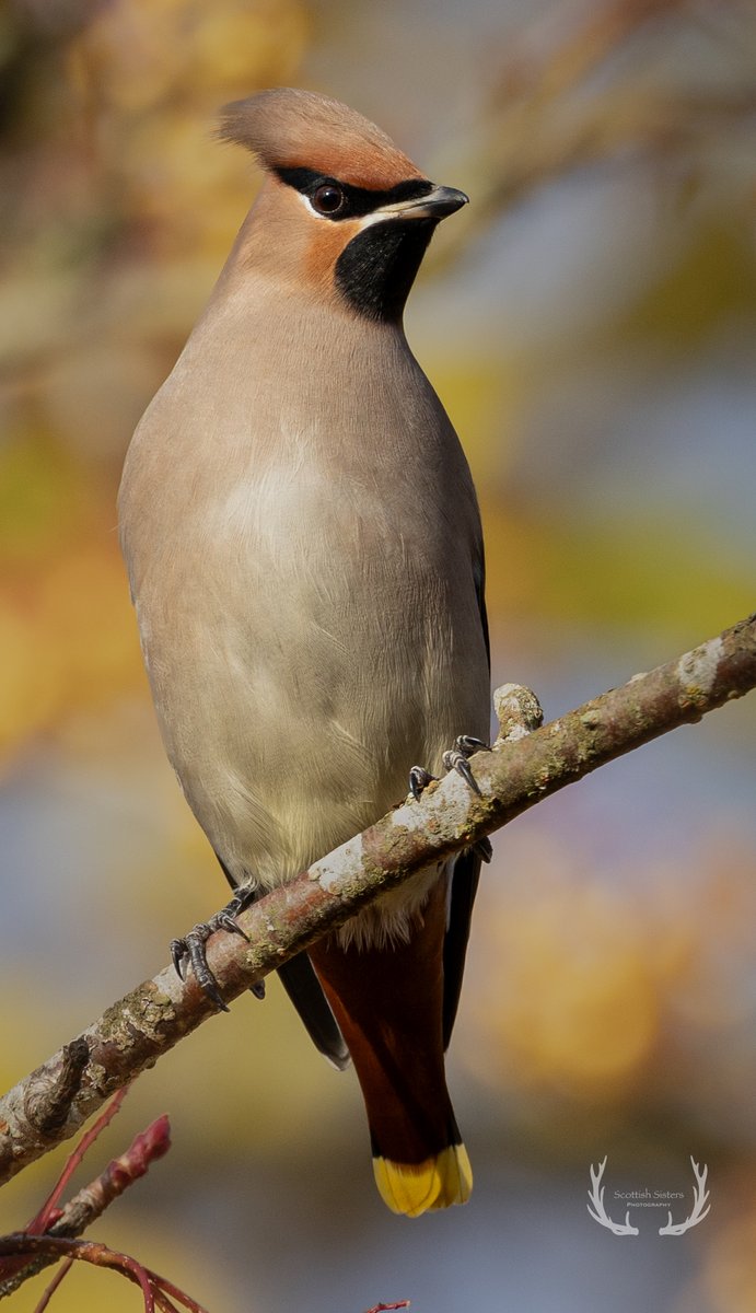 Wonderful waxwings from today in Dunblane. @WaxwingsUK #BirdsSeenIn2023 #waxwings #nature #NaturePhotography @UpperForthBirds @CanonUKandIE #BBCWildlifePOTD #wildlifephotography #BirdTwitter #birdwatching